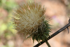 Cirsium subcoriaceum