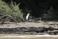 Pilherodius pileatus
