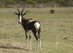 Damaliscus pygargus pygargus