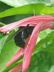 Bombus pauloensis