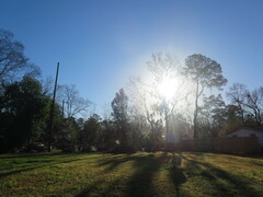 Tillandsia usneoides