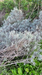 Tetradymia comosa