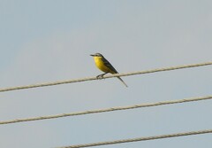 Motacilla flava flava