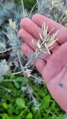 Tetradymia comosa