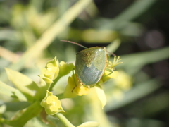 Acrosternum rubescens