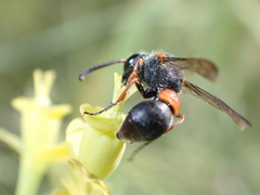 Leptochilus cruentatus