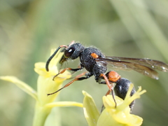 Leptochilus cruentatus