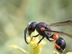 Leptochilus cruentatus
