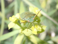 Acrosternum rubescens