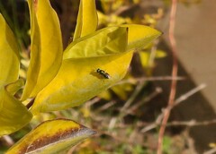 Chrysidoidea