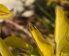 Chrysidoidea
