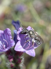 Lasioglossum viride