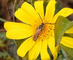 Campsomerinae
