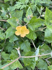 Mentzelia floridana