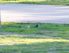 Phoenicurus ochruros