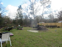 Tillandsia usneoides