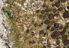 Protoparmelia