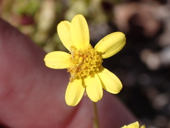 Senecio glaucus image