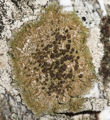 Protoparmelia