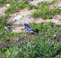 Phoenicurus ochruros