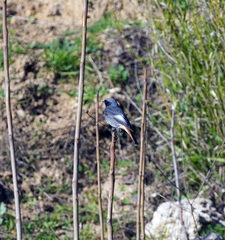 Phoenicurus ochruros