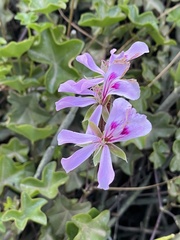 Pelargonium peltatum