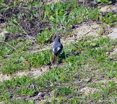 Phoenicurus ochruros