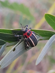 Neodiplogrammus quadrivittatus