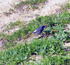 Phoenicurus ochruros