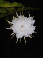 Epiphyllum oxypetalum