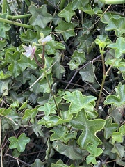 Pelargonium peltatum