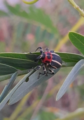 Neodiplogrammus quadrivittatus