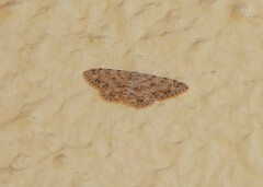 Idaea camparia