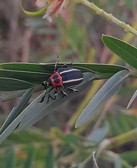 Neodiplogrammus quadrivittatus