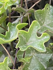 Pelargonium peltatum