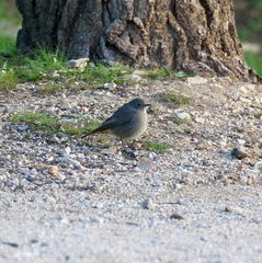 Phoenicurus ochruros