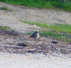 Phoenicurus ochruros