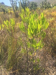 Metrosideros angustifolia