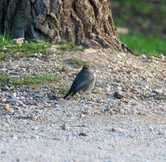 Phoenicurus ochruros