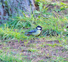 Parus major