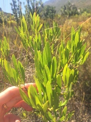 Metrosideros angustifolia
