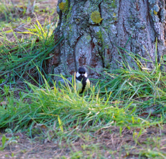 Parus major