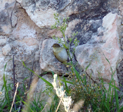 Phylloscopus collybita
