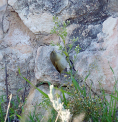 Phylloscopus collybita