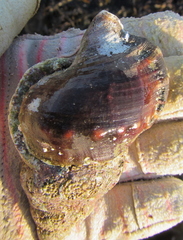 Ranella australasia