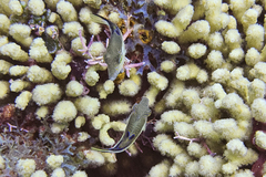 Canthigaster rostrata