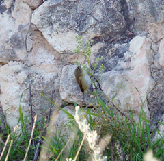 Phylloscopus collybita