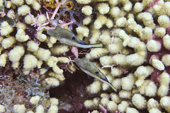 Canthigaster rostrata