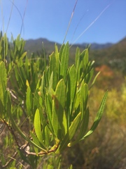 Metrosideros angustifolia