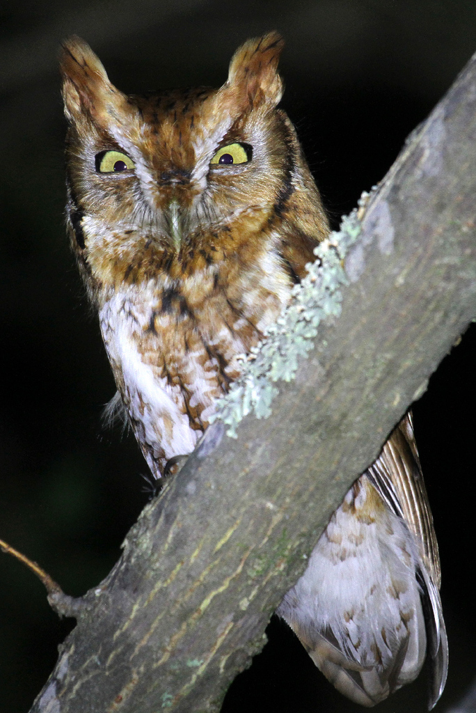 Eastern Screech Owl